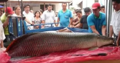 Enorme paiche aparece en vivienda de Loreto.