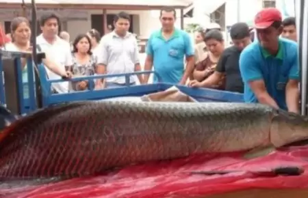 Enorme paiche aparece en vivienda de Loreto.