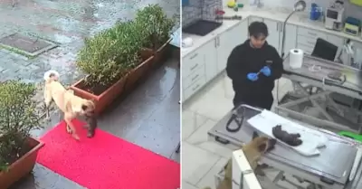 Perrita callejera conmueve en redes.