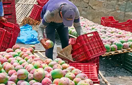 Lanzarn mango en Lambayeque como protesta contra el Ejecutivo.