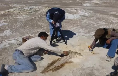 Da Nacional de la Paleontologa este 20 de enero