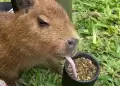 Supertierno!: Capibara enternece las redes sociales al tomar mate como un gaucho argentino "Aguante el capibarismo"