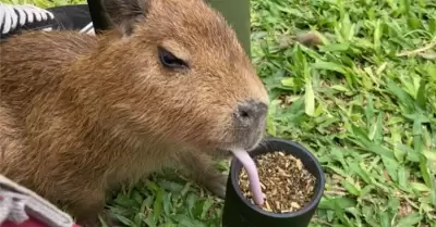 Capibara se hace viral por tomar mate argentino