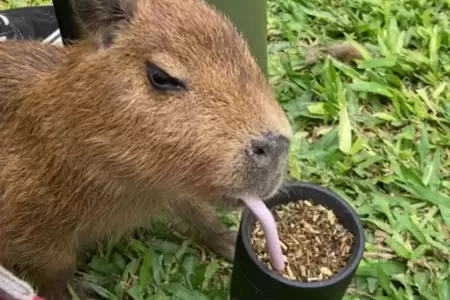 Capibara se hace viral por tomar mate argentino