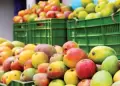 Comerciantes piden consumir mangos ante crisis de agricultores: "Hay que consumir lo nuestro"