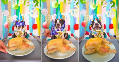 Celebra cumpleaos de su perrito y genera el debate.