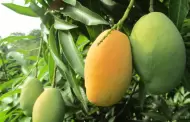 Crtico! 80% de produccin del mango se ha perdido, alerta mesa tcnica: "La prdida es exorbitante"