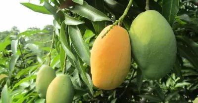 80% de produccin del mango se ha perdido.