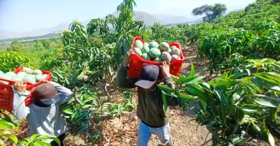 Productores de mango responden a ministro ngel Manero