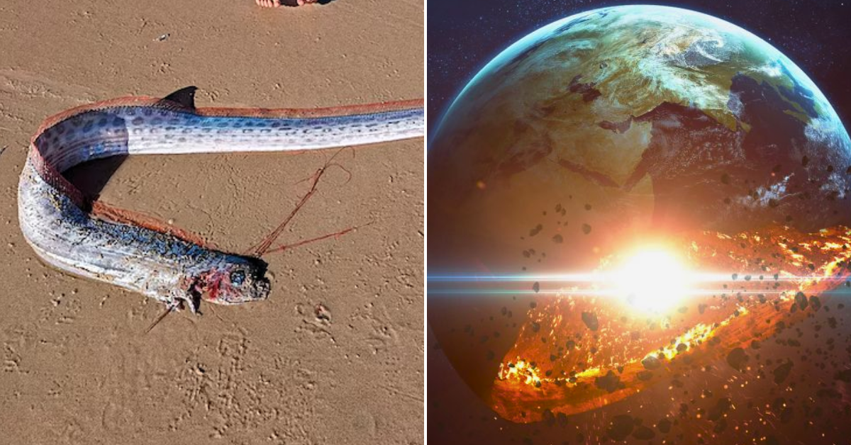 Otro misterioso pez fue descubierto en playa de México: Animal está asociado con el 'fin del mundo'