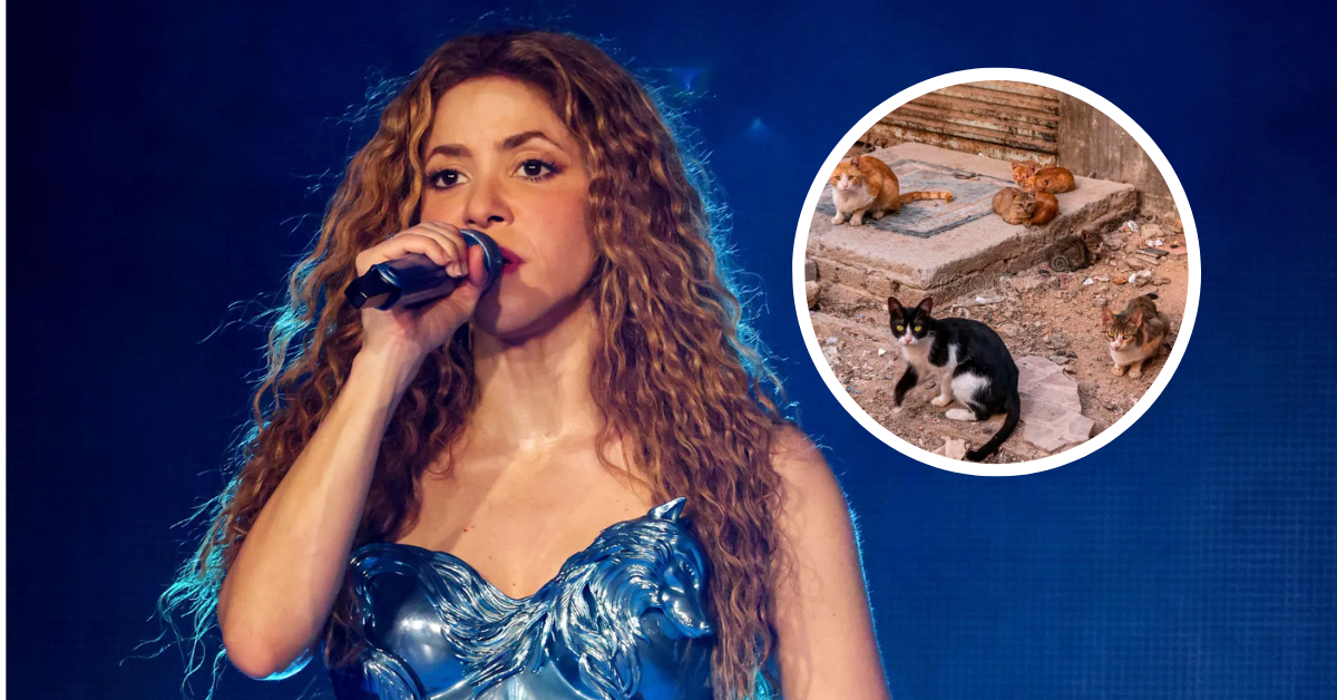Concierto de Shakira habría causado la muerte de animales sin hogar por