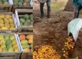 Tumbes: Sobreproduccin de mangos hace que se entierren 4 toneladas del futo