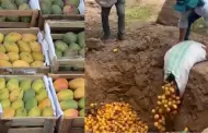 Tumbes: Sobreproduccin de mangos hace que se entierren 4 toneladas del futo