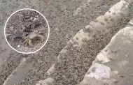 Atencin! Cierran la playa La Herradura por gran presencia de ARAAS DE MAR: Esto es lo que se sabe