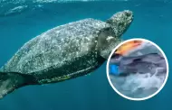 Chiclayo: Rescatan a tortuga gigante en peligro de extincin que qued atrapada en red de pesca