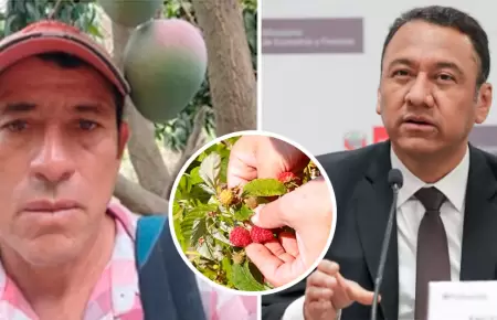 Cuestionan a ministro Manero por pedir cultivar frambuesa en vez de mango.