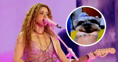 Entrada gratis para concierto de Shakira por encontrar a 'Nala'.