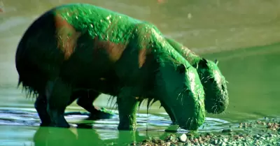 Capibaras verdes en Argentina.