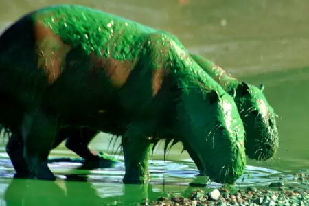 Capibaras verdes en Argentina.