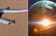 Misterioso pez de las profundidades fue visto en playa de Mxico: Animal est asociado con el 'fin del mundo'