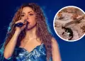 Concierto de Shakira habra causado la muerte de animales sin hogar por fumigacin en Colombia