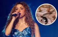 Concierto de Shakira habra causado la muerte de animales sin hogar por fumigacin en Colombia