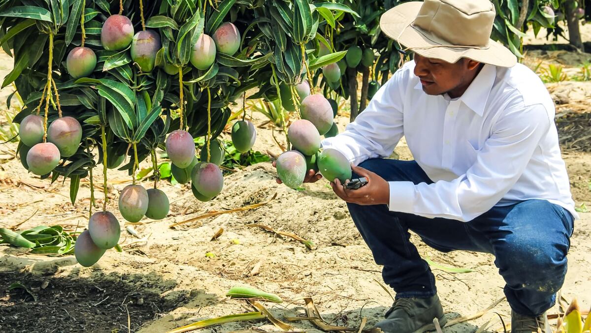 obierno ante la sobreoferta de mango