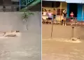 Perrito fue arrastrado por corriente de agua en Piura: Indefenso animal logr sobrevivir tras rescate