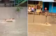 Perrito fue arrastrado por corriente de agua en Piura: Indefenso animal logr sobrevivir tras rescate