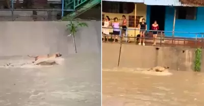 Perrito fue arrastrado por corriente de agua.