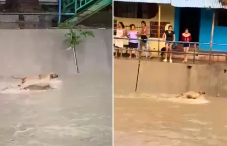 Perrito fue arrastrado por corriente de agua.