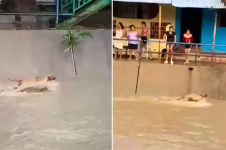 Perrito fue arrastrado por corriente de agua.