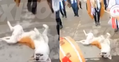 Perrito se qued dormido en plena celebracin del carnaval de Ayacucho.