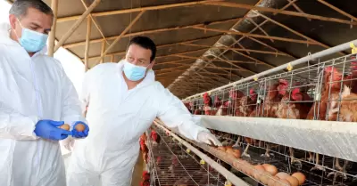 Vacunan a gallinas contra la gripe aviar.