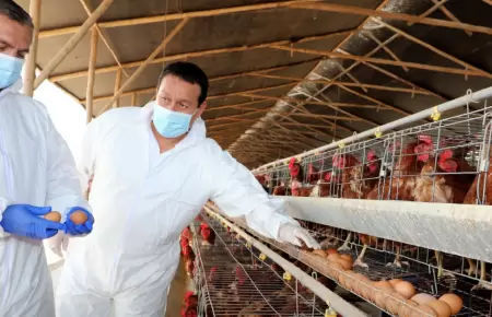 Vacunan a gallinas contra la gripe aviar.