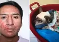 Maltrato animal en Arequipa: Condenan a sujeto que agredi con una vara metlica a la perrita 'Laika'