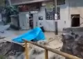 Cajamarca: Dos fallecidos y un menor desaparecido deja desborde del ro Chotano tras intensas lluvias