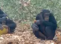 Bilogos registran por primera vez a grupo de chimpancs 'embriagndose' con fruta fermentada