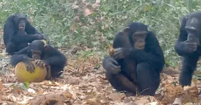 Chimpancés 'embriagándose' con fruta fermentada