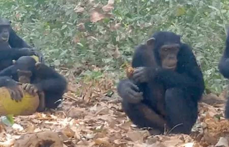 Chimpancs 'embriagndose' con fruta fermentada