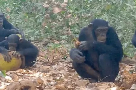 Chimpancs 'embriagndose' con fruta fermentada