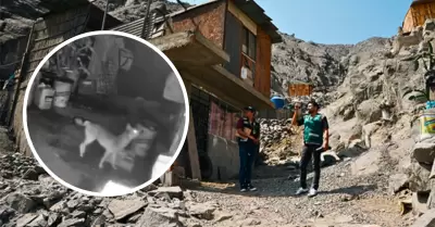 Alertan presencia de zorro andino en Ate.