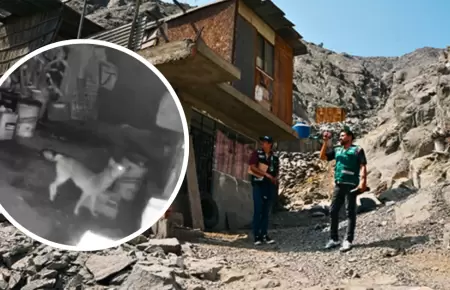 Alertan presencia de zorro andino en Ate.