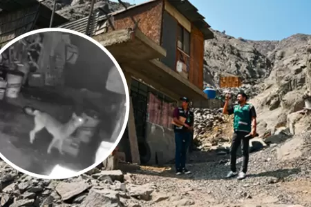 Alertan presencia de zorro andino en Ate.