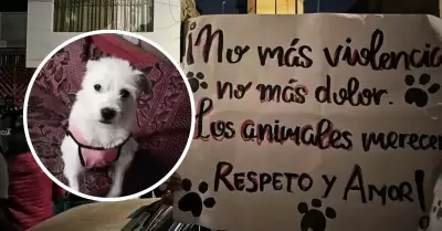 Sujeto acaba con la vida de perrito en Trujillo.