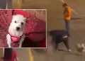 Ministerio del Interior condena ataque contra perrito en Trujillo: "La Polica ya est buscando al responsable"