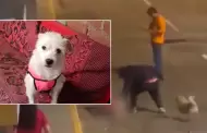Ministerio del Interior condena ataque contra perrito en Trujillo: "La Polica ya est buscando al responsable"