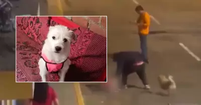 Sujeto asesina a perrito en Trujillo.