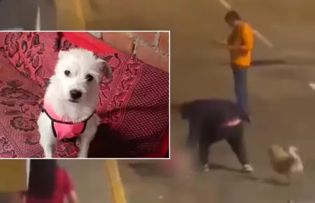 Sujeto asesina a perrito en Trujillo.