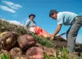 MIDAGRI: Sector agrario sigue creciendo, impulsado por proyectos productivos, financiamiento y ms agua para riego